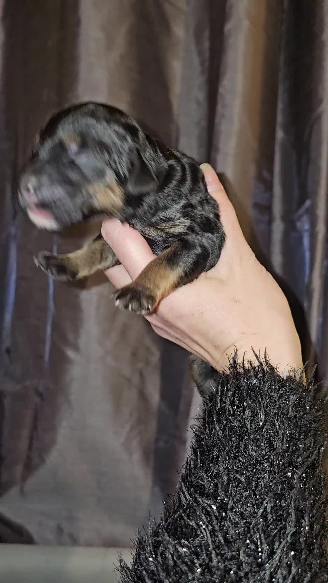 Bernedoodle dogs for sale: Exceptional Quality ❤️ Health tested  - Video 1