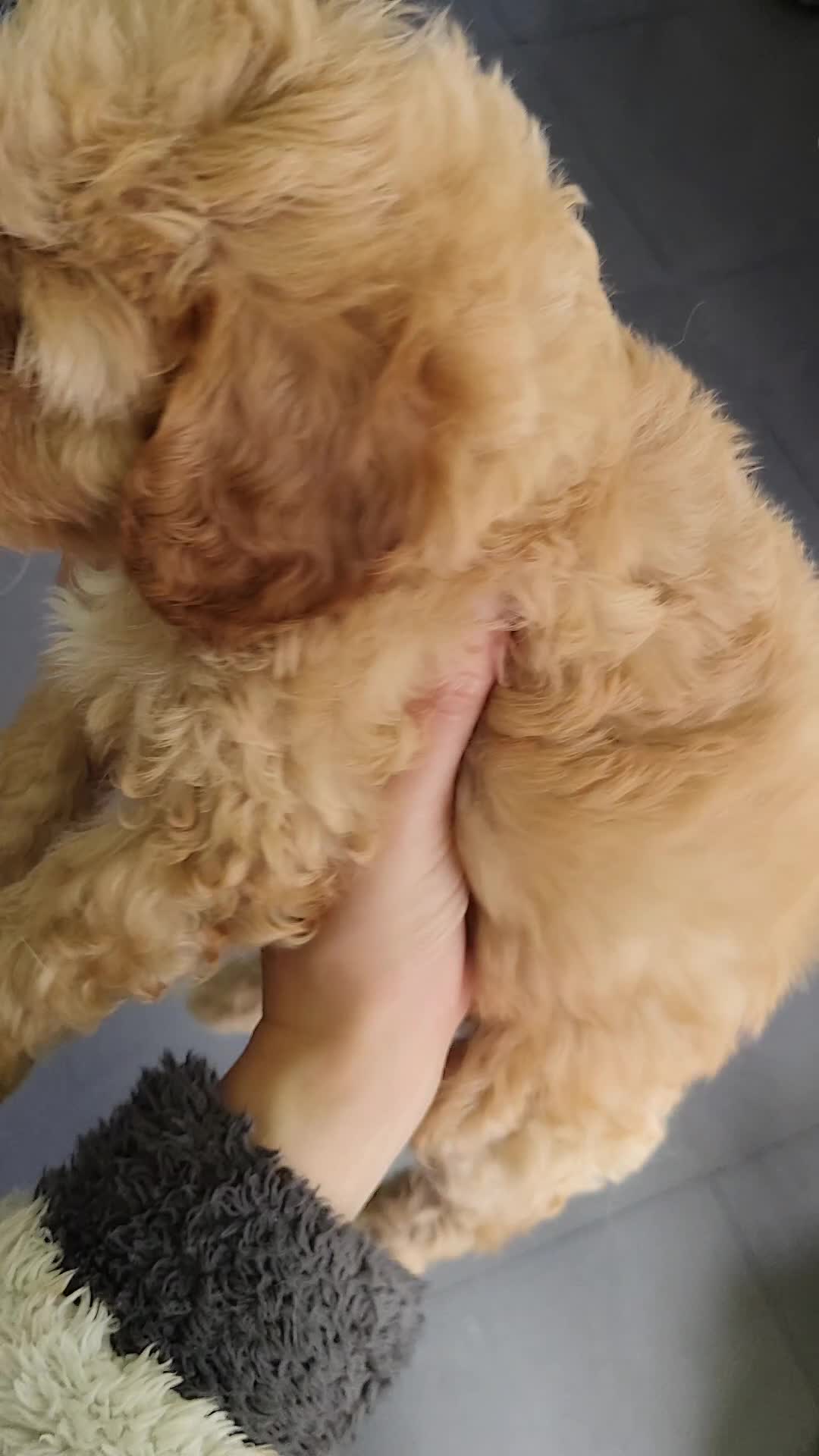 Cavapoo dogs for sale: Last girl ready to rehome in Preston - Video 2