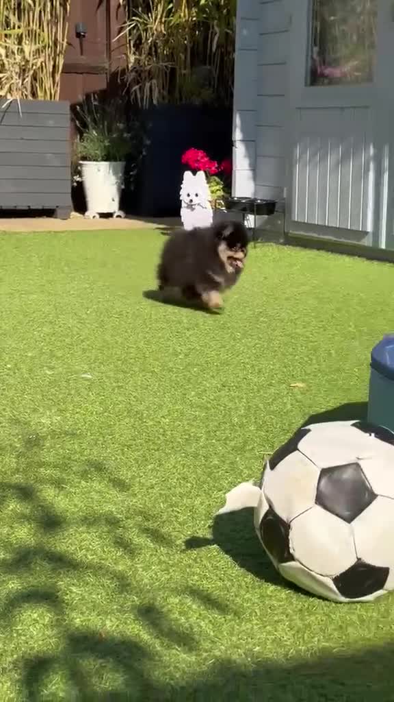 Pomeranian dogs for sale: Stunning top quality kc registered Pomeranians - Video 2