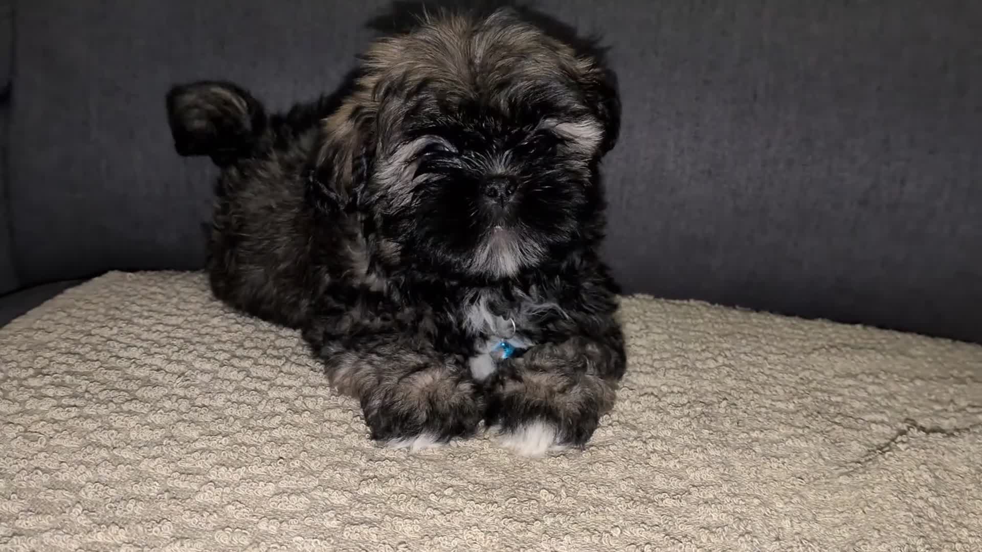 Lhasa Apso dogs for sale: 3 Beautiful beautiful Lhasa boys remaining 💙 - Video 1
