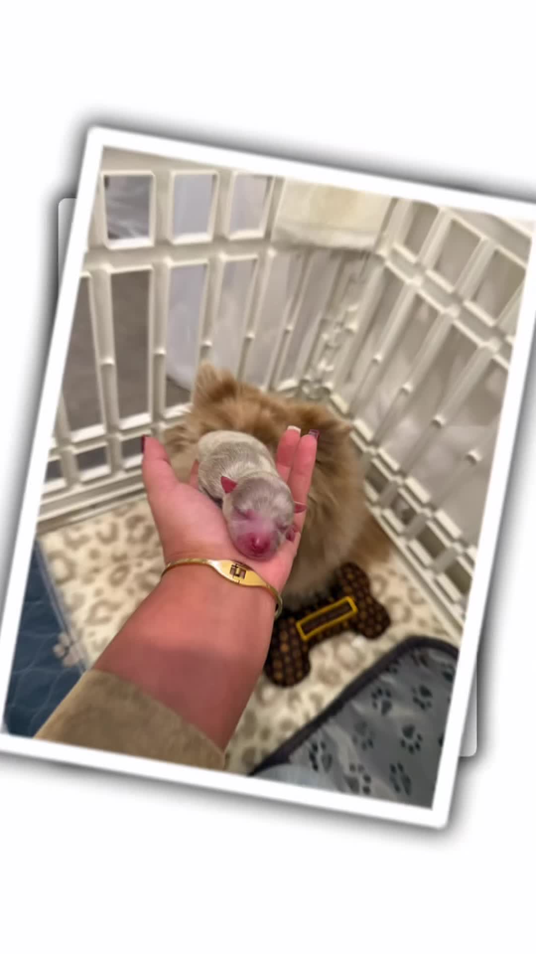 Pomeranian dogs for sale: Small & Fluffy Pomeranian Puppies Ready to Reserve - Video 1