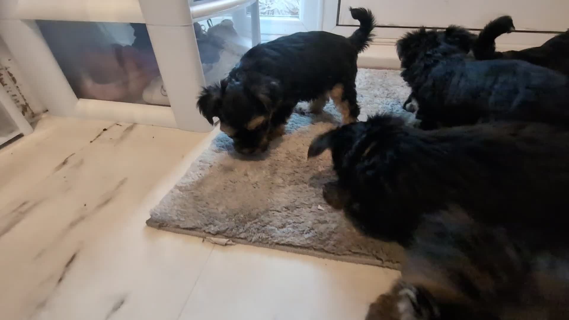 Yorkshire Terrier dogs for sale: Yorkshire terriers puppies  - Video 1