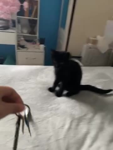 Bombay cats for sale: Bombay kitten - Video 1