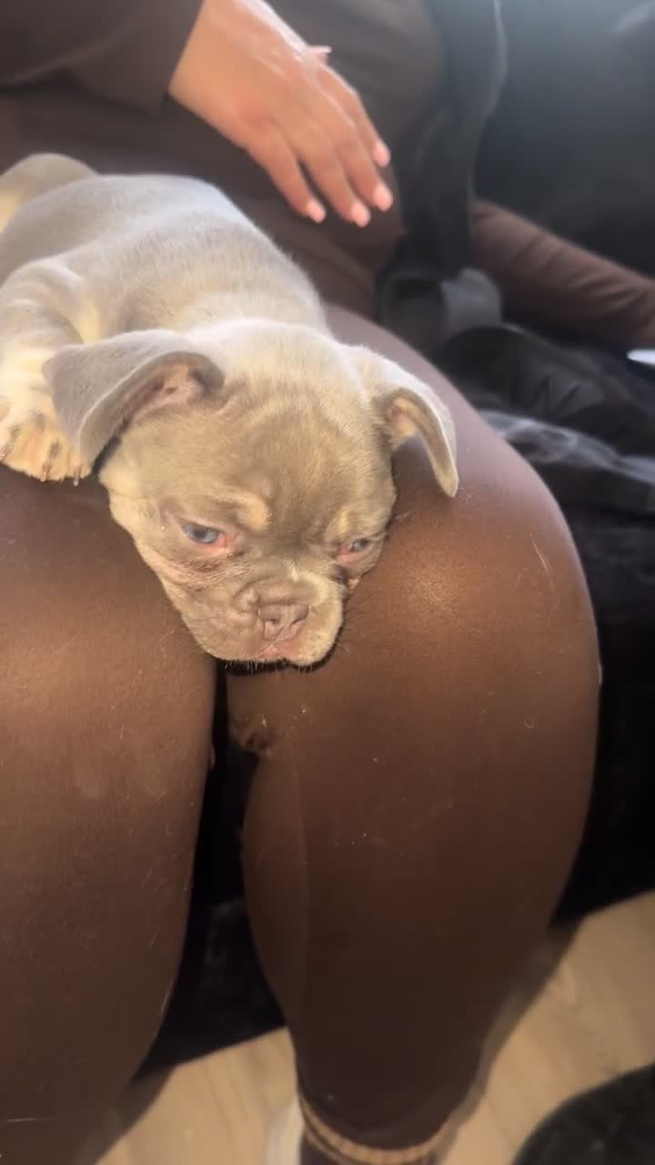 French Bulldog dogs for sale: Husky Pink Frenchies  - Video 1