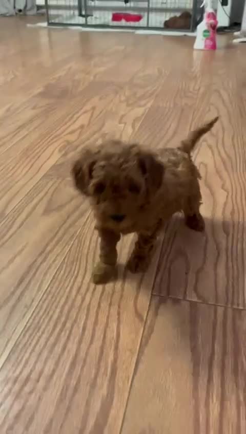 Toy Poodle dogs for sale: KC Registered Toy Poodle Puppies Available - Video 1