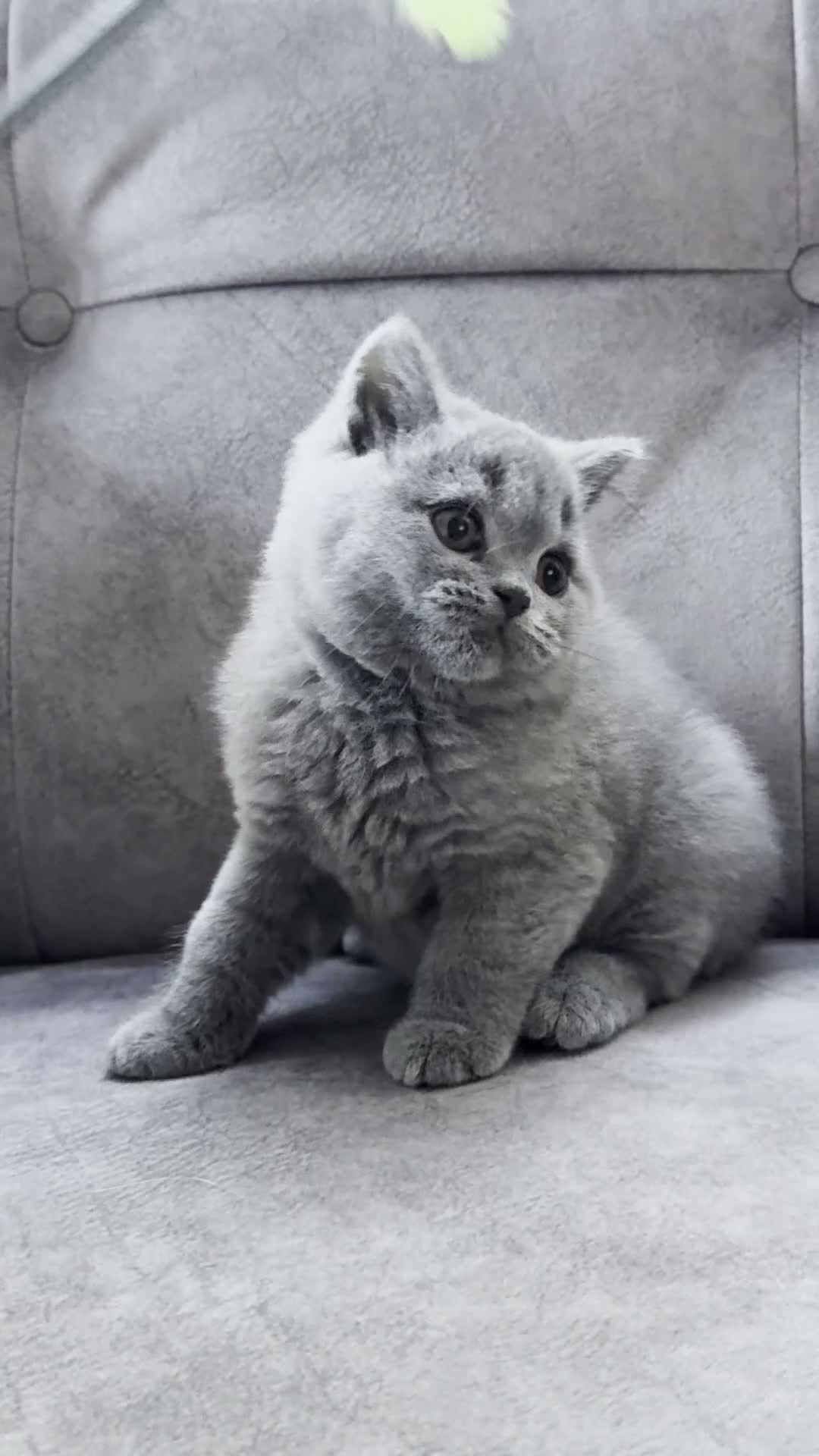 British Shorthair cats for sale: British Shorthair kittens - Video 1