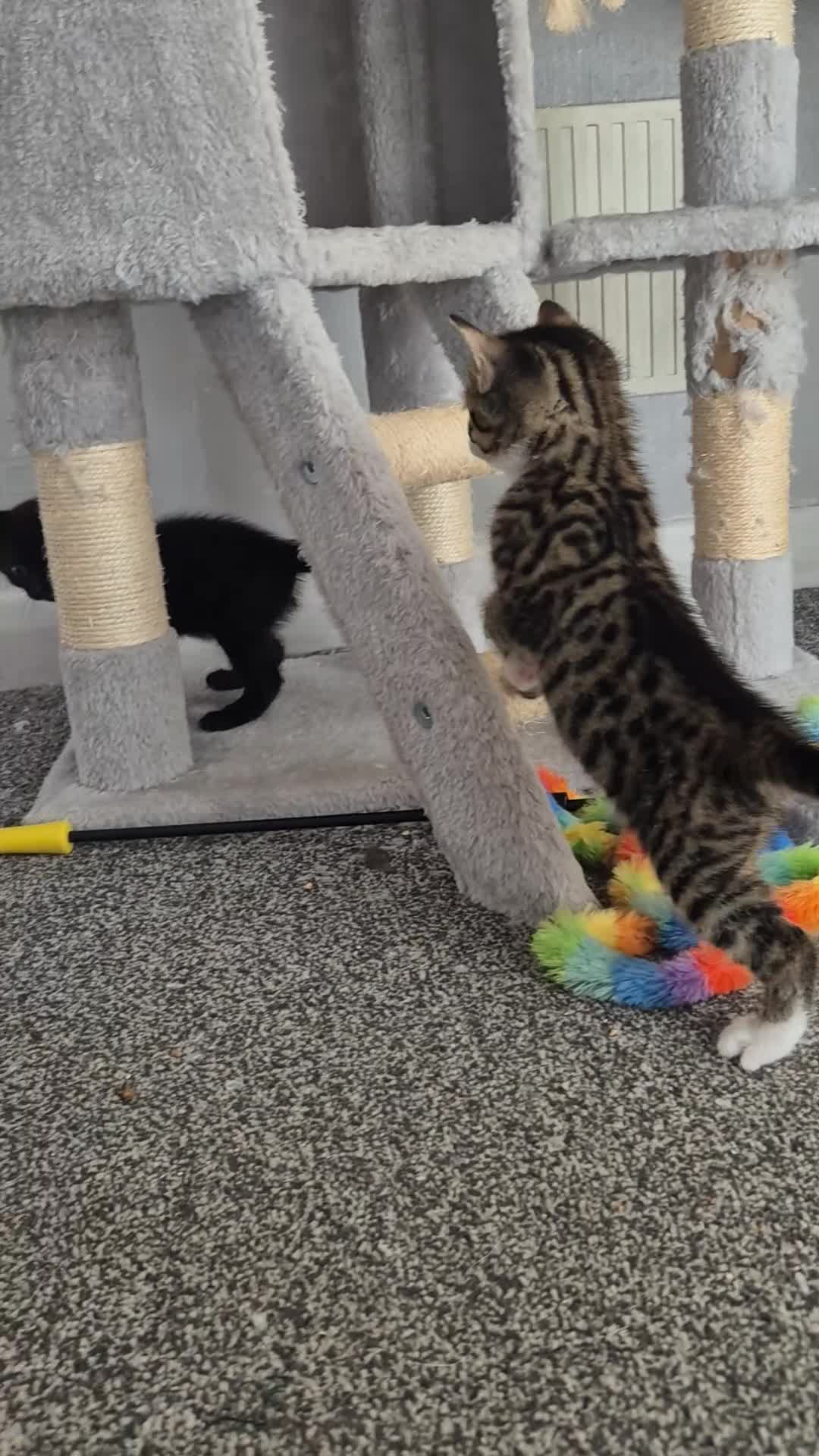 Mixed Breed cats for sale: 4 Handsome Boy Kittens Ready for New Adventures!  - Video 1