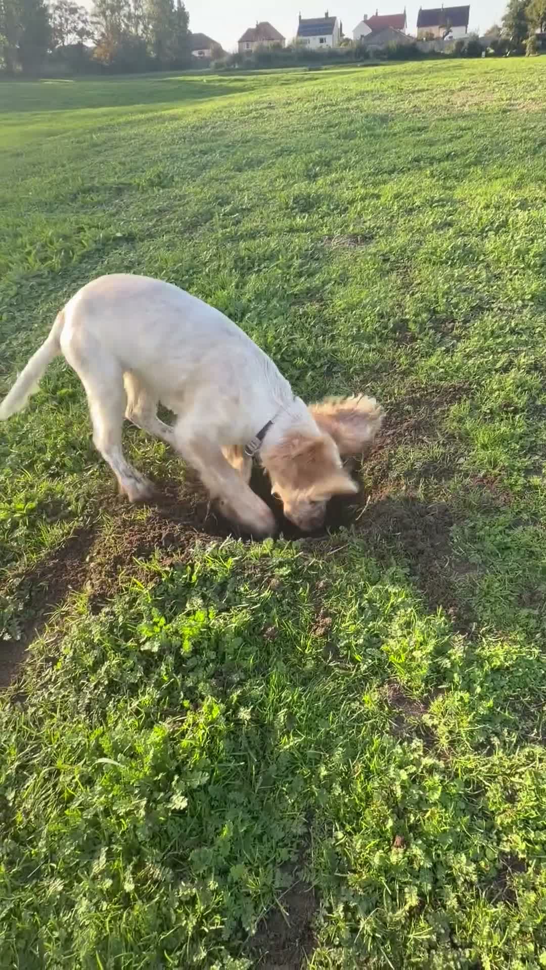 Cocker Spaniel dogs for sale: Health treated cocker spaniel  in Wirral - Video 1