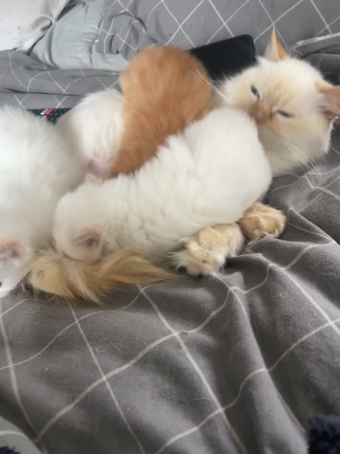 Turkish Angora cats for sale: Turkish Angora  - Video 1