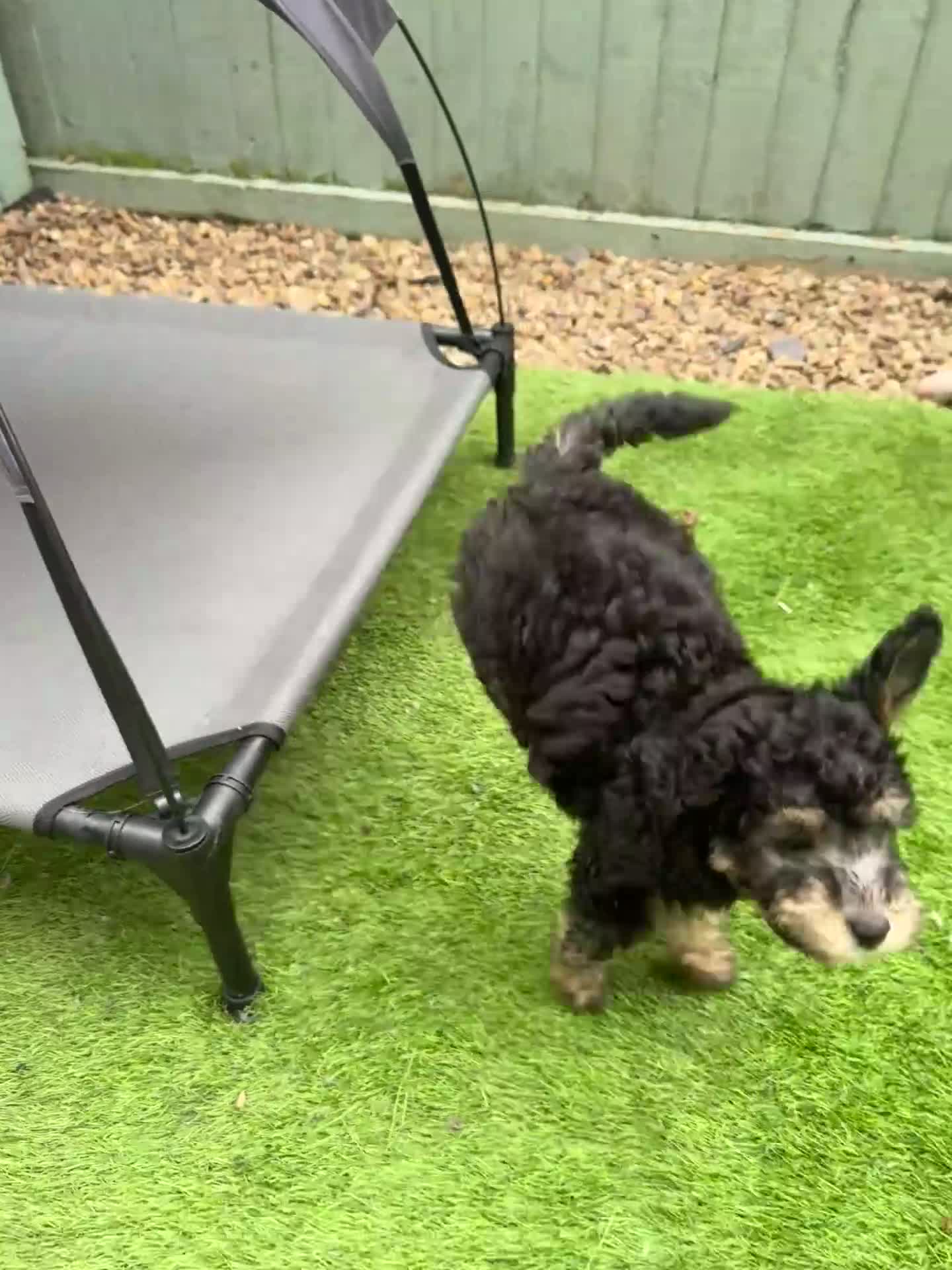 Toy Poodle dogs for sale: KC Healthtested Toy Poodle puppies phantom silver  - Video 2