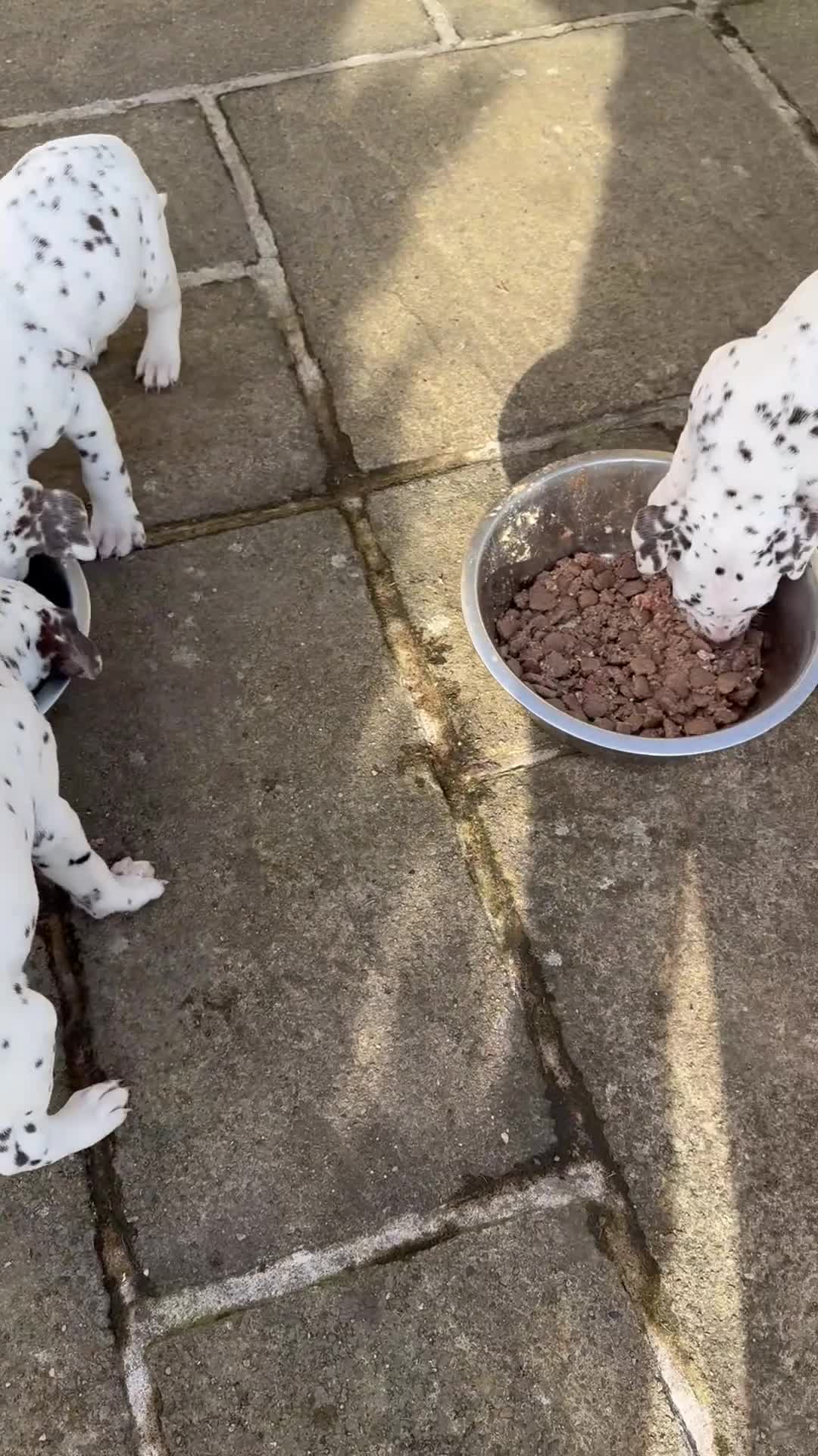 Dalmatian dogs for sale: Gorgeous Dalmatian Puppies 🐶  - Video 1