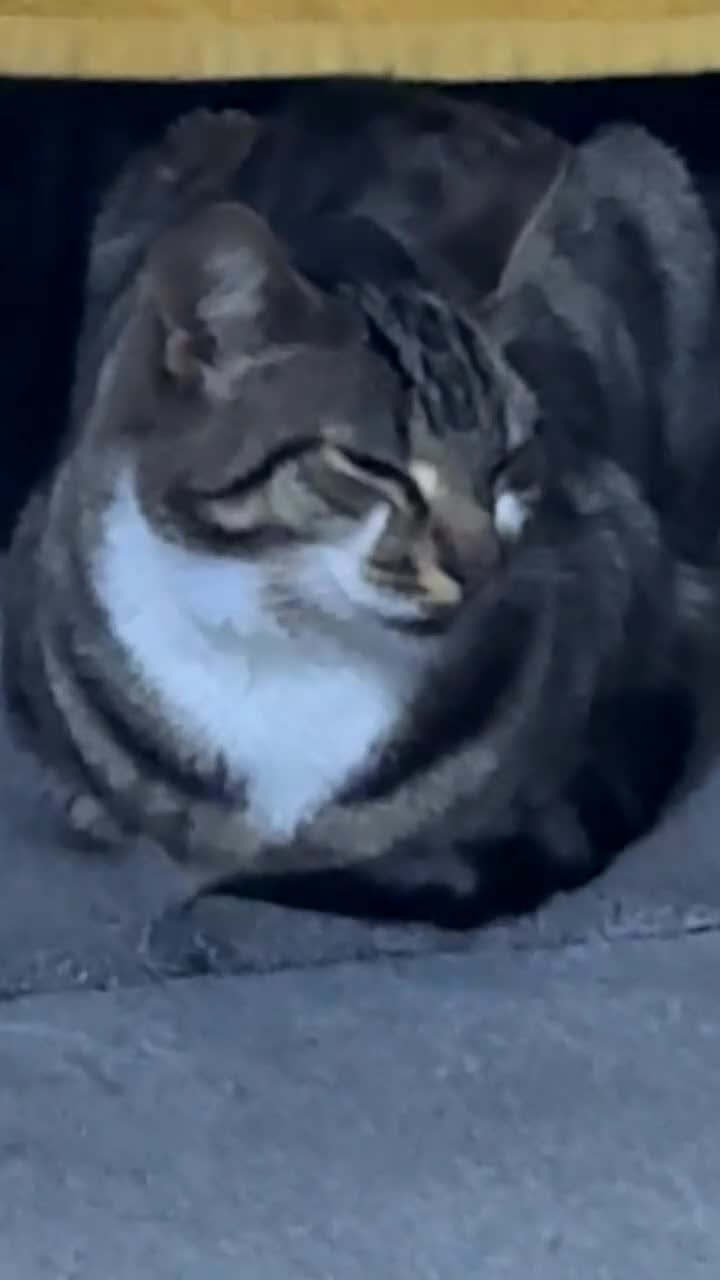 Mixed Breed cats for sale: ROCKY, MIXED TABBY - Video 2