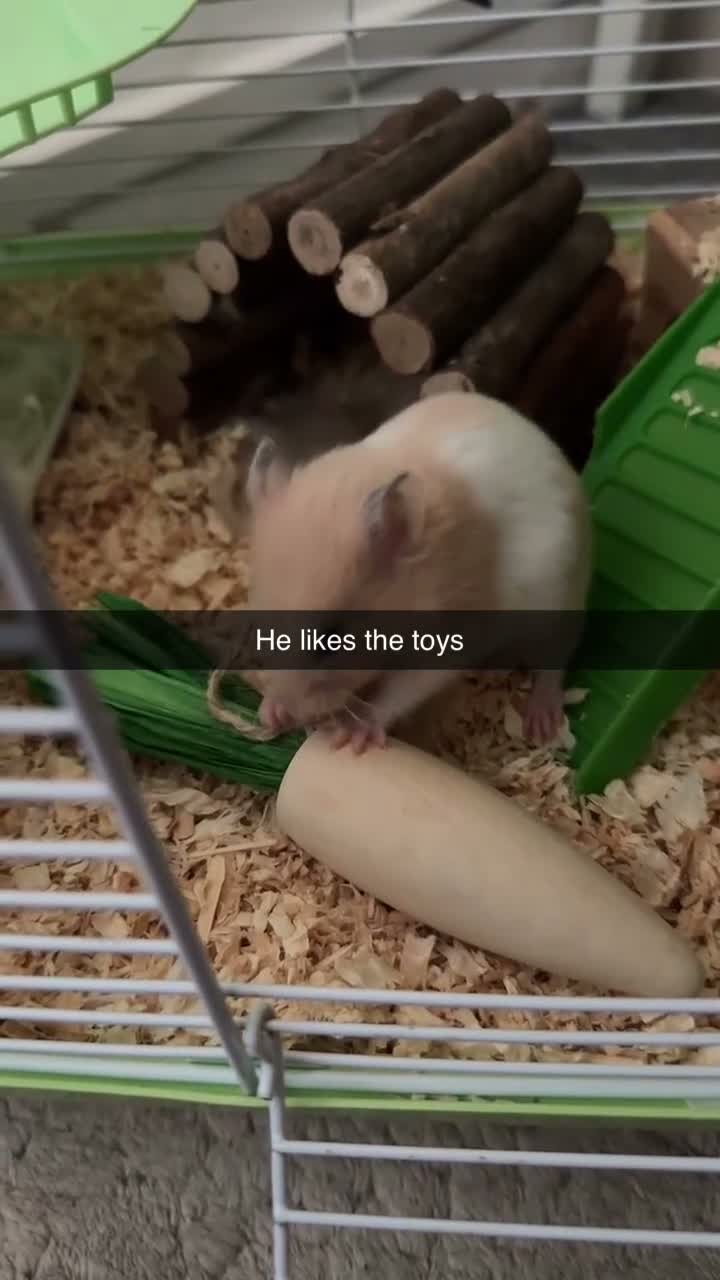 Hamster rodents for sale: 🐹 Beautiful, Fluffy Syrian Hamster Needs home - Video 2