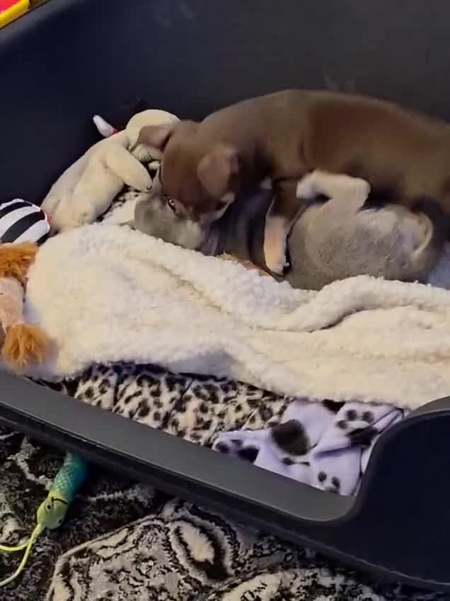 Chihuahua dogs for sale: Chihuahua puppies female x2 - Video 1