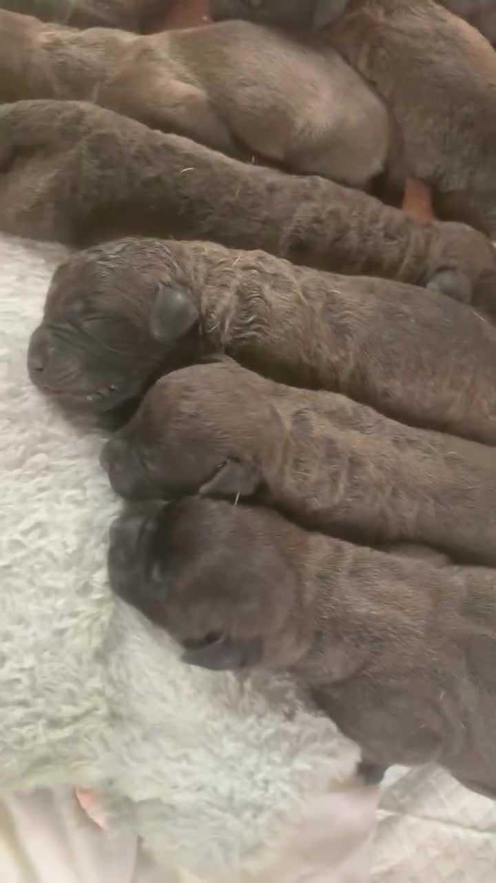 Mixed Breed dogs for sale: Bullmastiff X Labrador puppies for sale  - Video 2