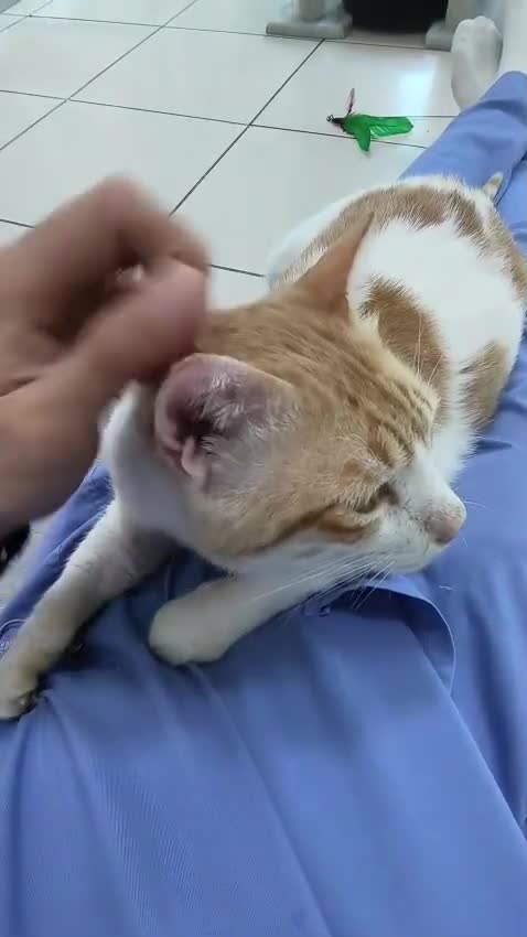 Mixed Breed cats for adoption: [Indoors only] Goofy! Adorable clingy champ! - Video 2