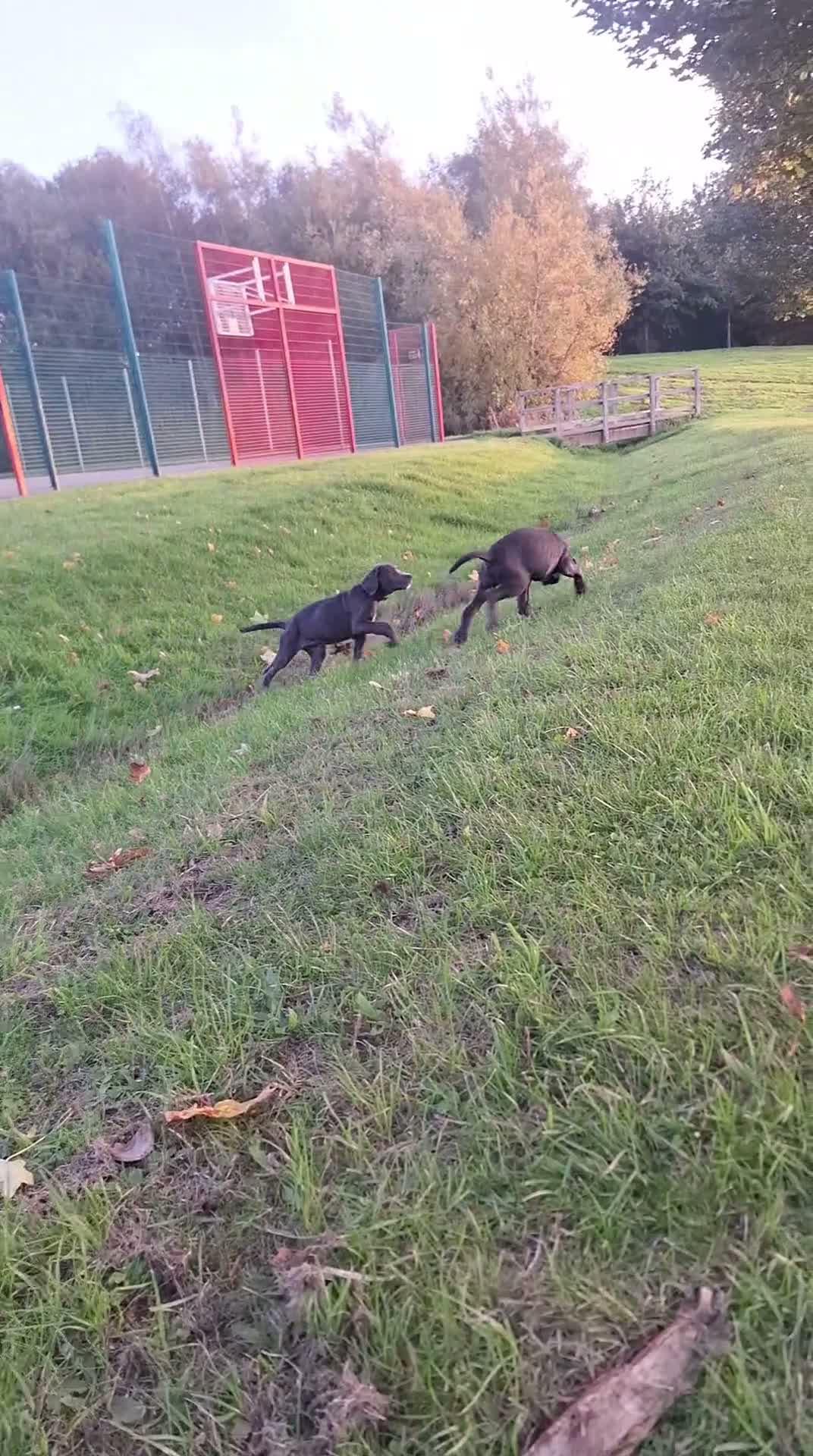 Cane Corso dogs for sale: Nella  in Stoke-on-Trent - Video 1