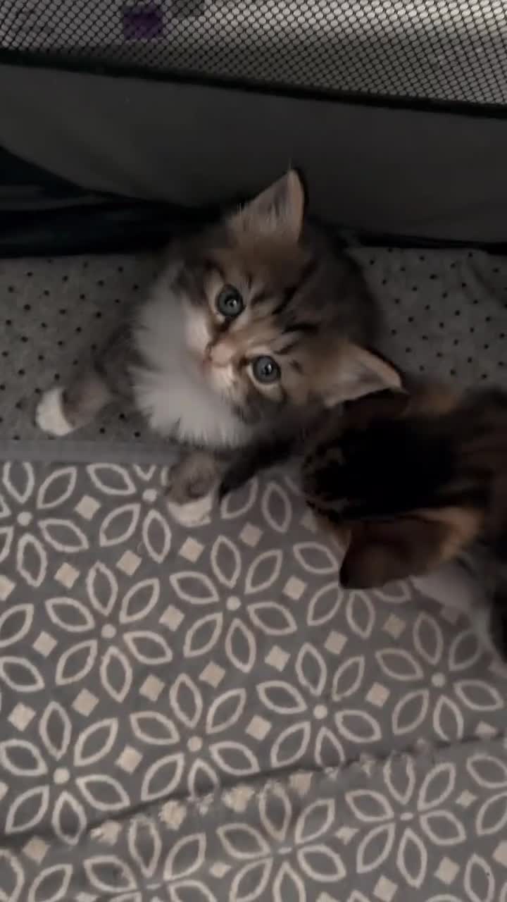 Mixed Breed cats for sale: 4 kittens for sale ready now  - Video 2