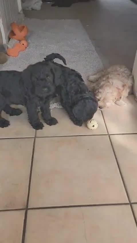 Mixed Breed dogs for sale: Three Stunning Toy Cavoodle Puppies Available Now  - Video 1