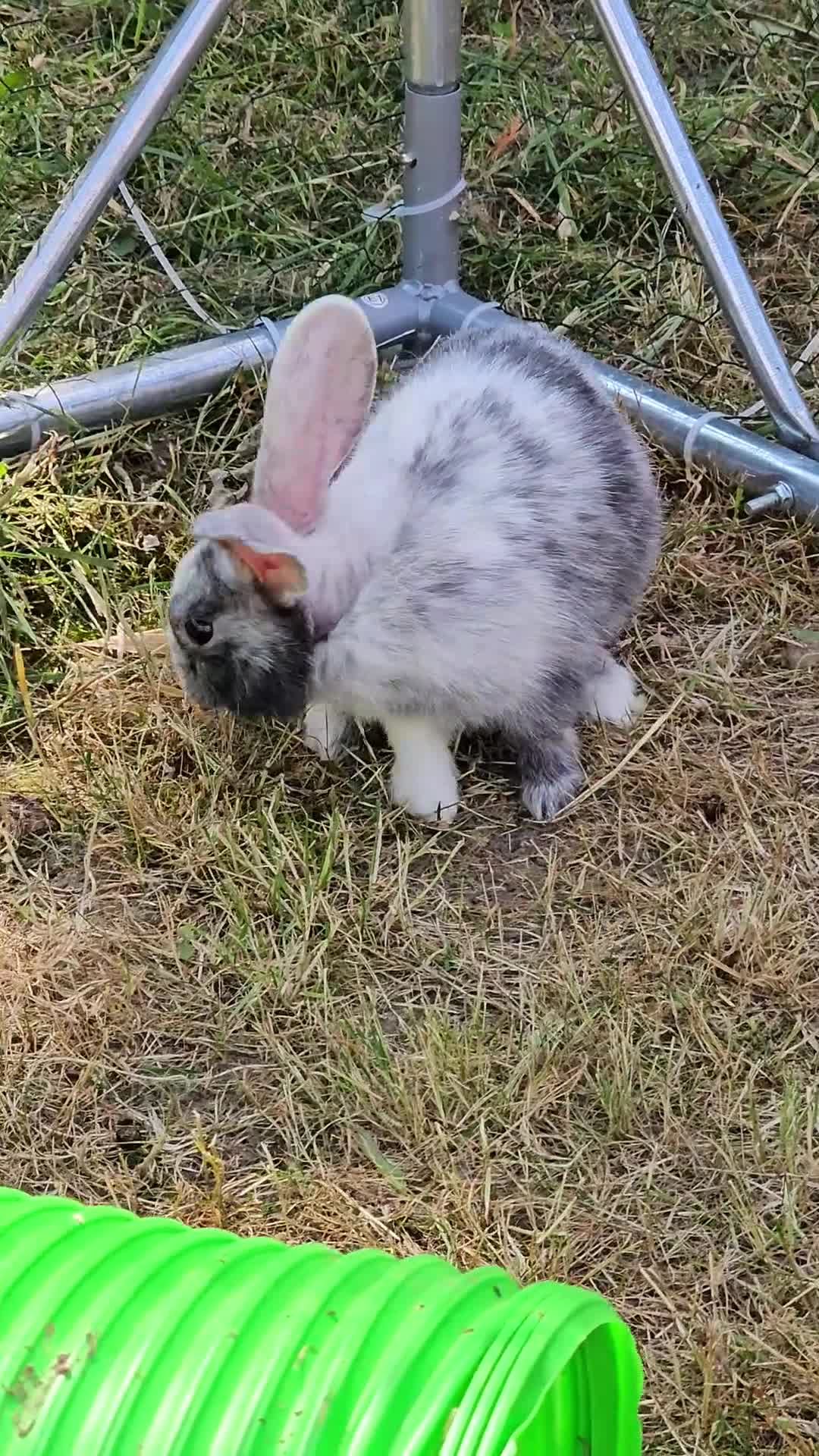 Harlequin rabbits for sale: 4 Gorgeous Harlequin bunnies looking for a 🏡  - Video 1