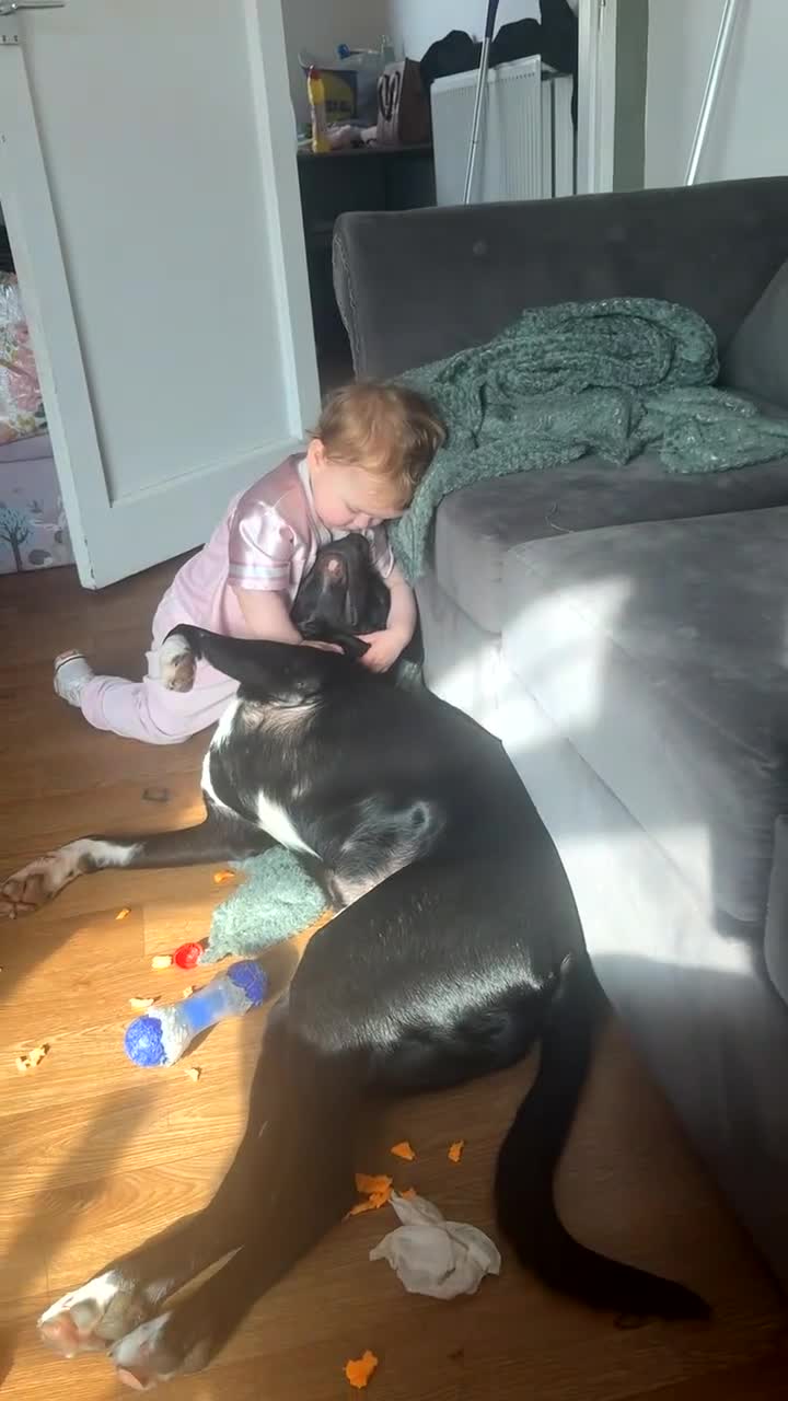 Mixed Breed dogs for sale: Diesel –Bully x Collie Neutered & Microchipped in Aberdeen - Video 1