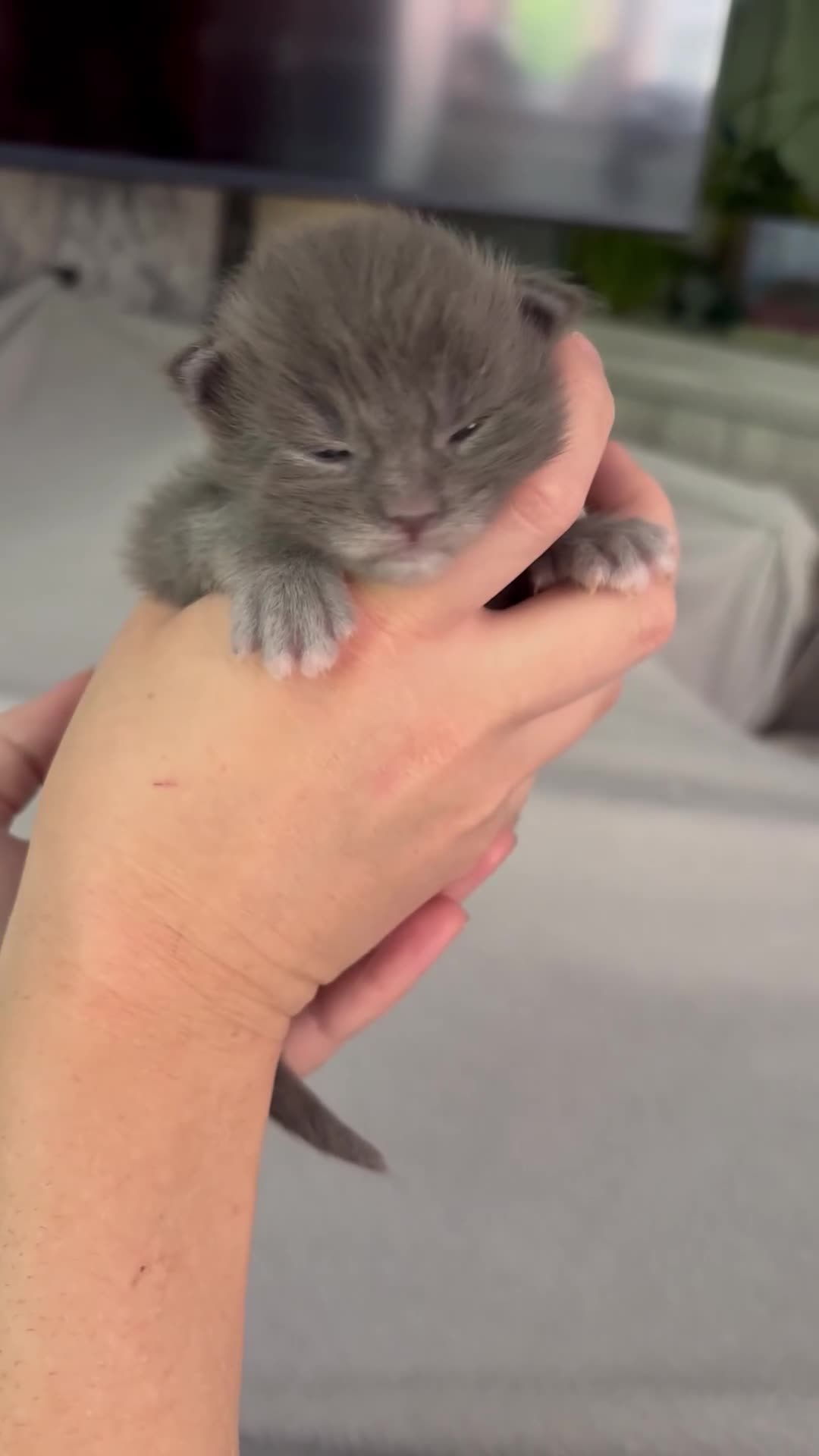 Maine Coon cats for sale: 🩷Beautiful Pedigree TICA Registered Maine Coons🩷 in Derby - Video 1