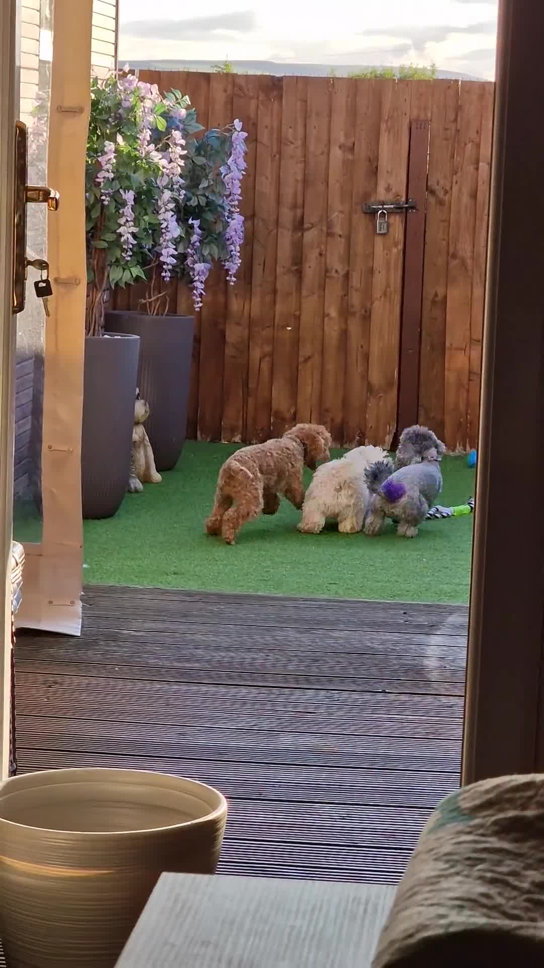 Maltipoo dogs for sale: Korean x toy maltipoo LAST BOY available  - Video 2