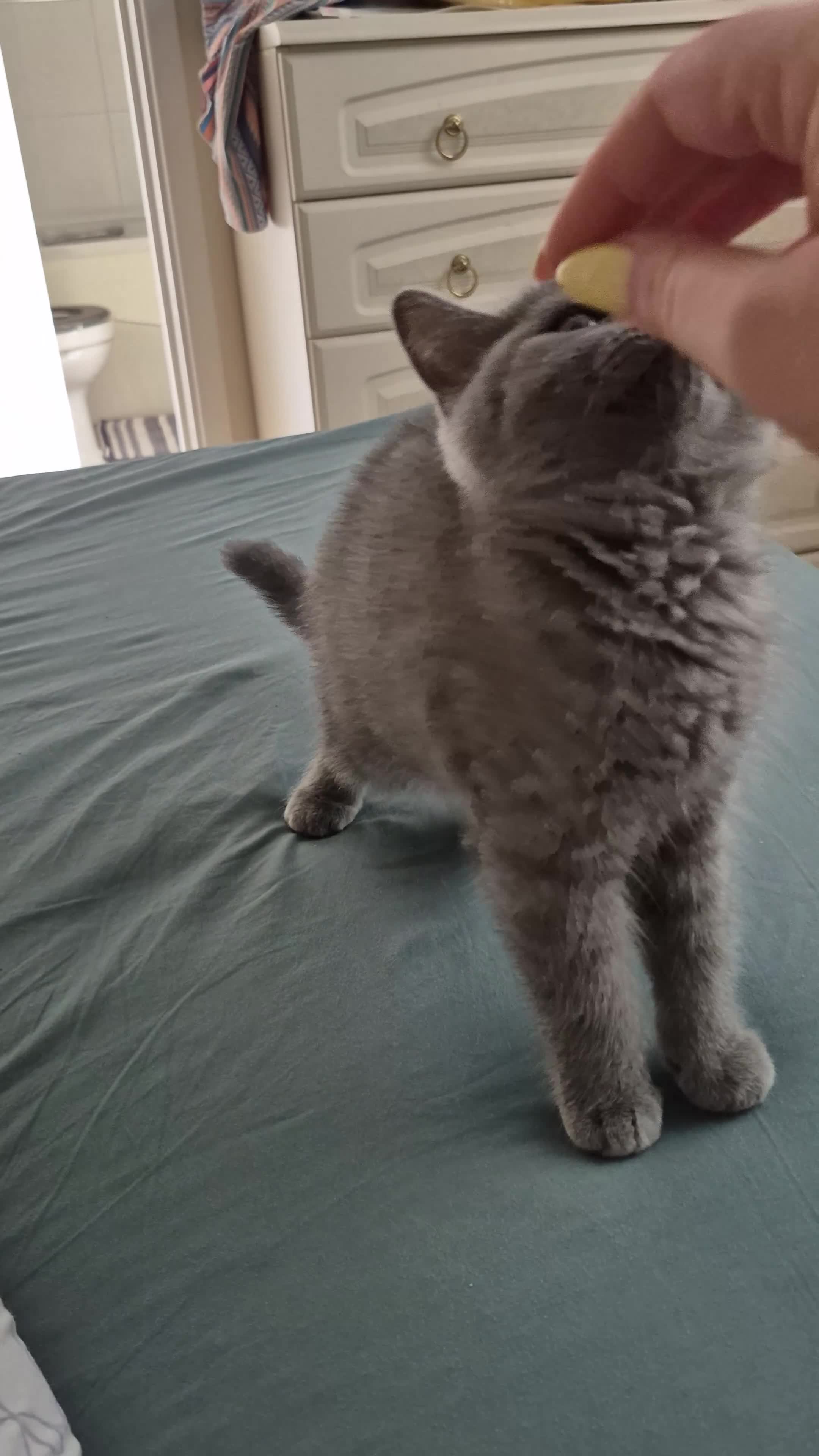 British Shorthair cats for sale: Last female kitten available 🐈‍⬛ - Video 1