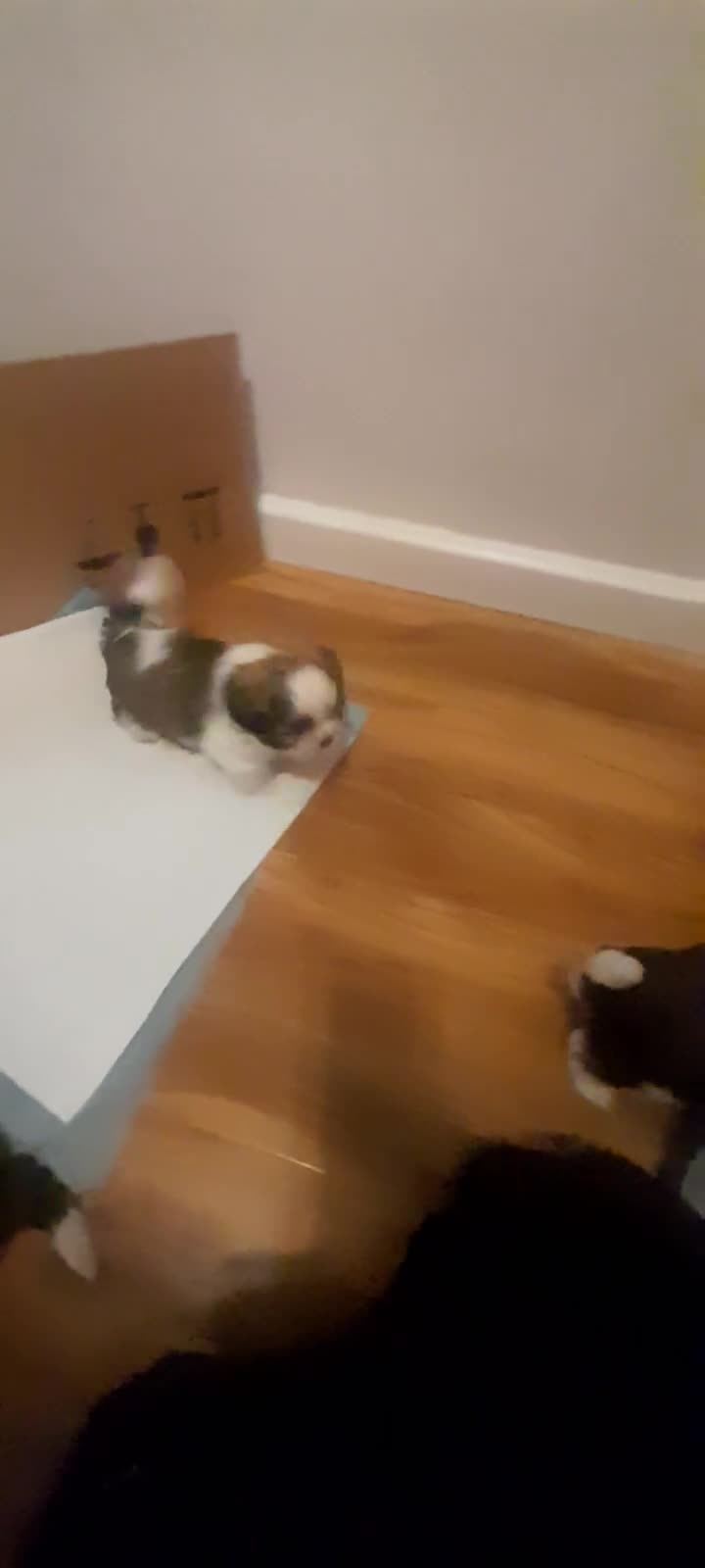 Shih Tzu dogs for sale: 3 Shih-tzu boys looking for forever home - Video 1