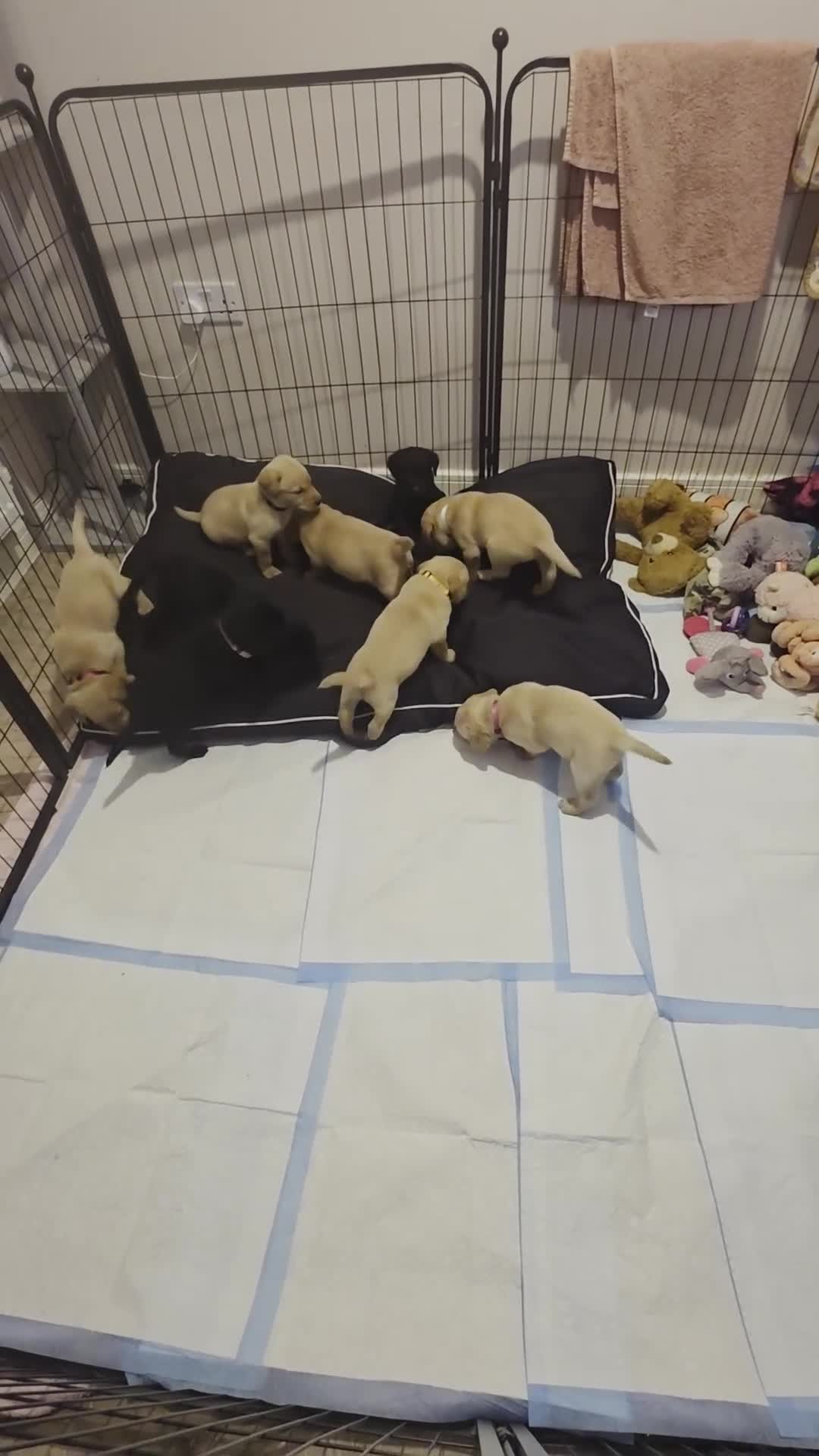 Labrador Retriever dogs for sale: Beautiful labrador puppies  - Video 4