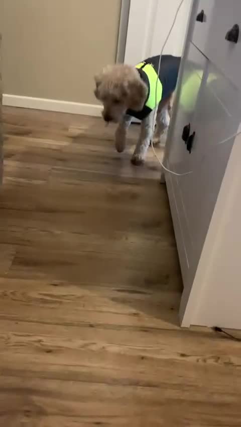 Cockapoo dogs for adoption: Handsome & loyal WOODY needs a new Loving Home - Video 2