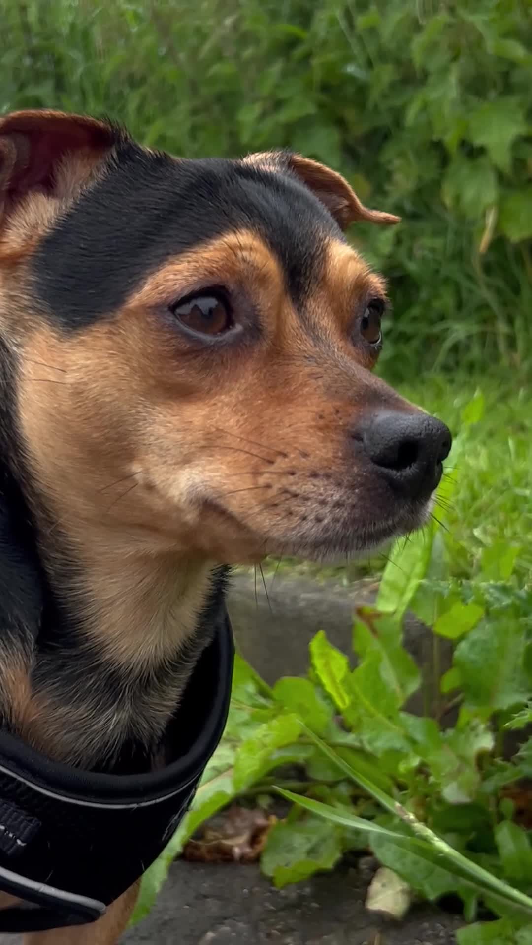 Mixed Breed dogs for stud: Stud Jackrussell x Pug  in Blackpool - Video 1