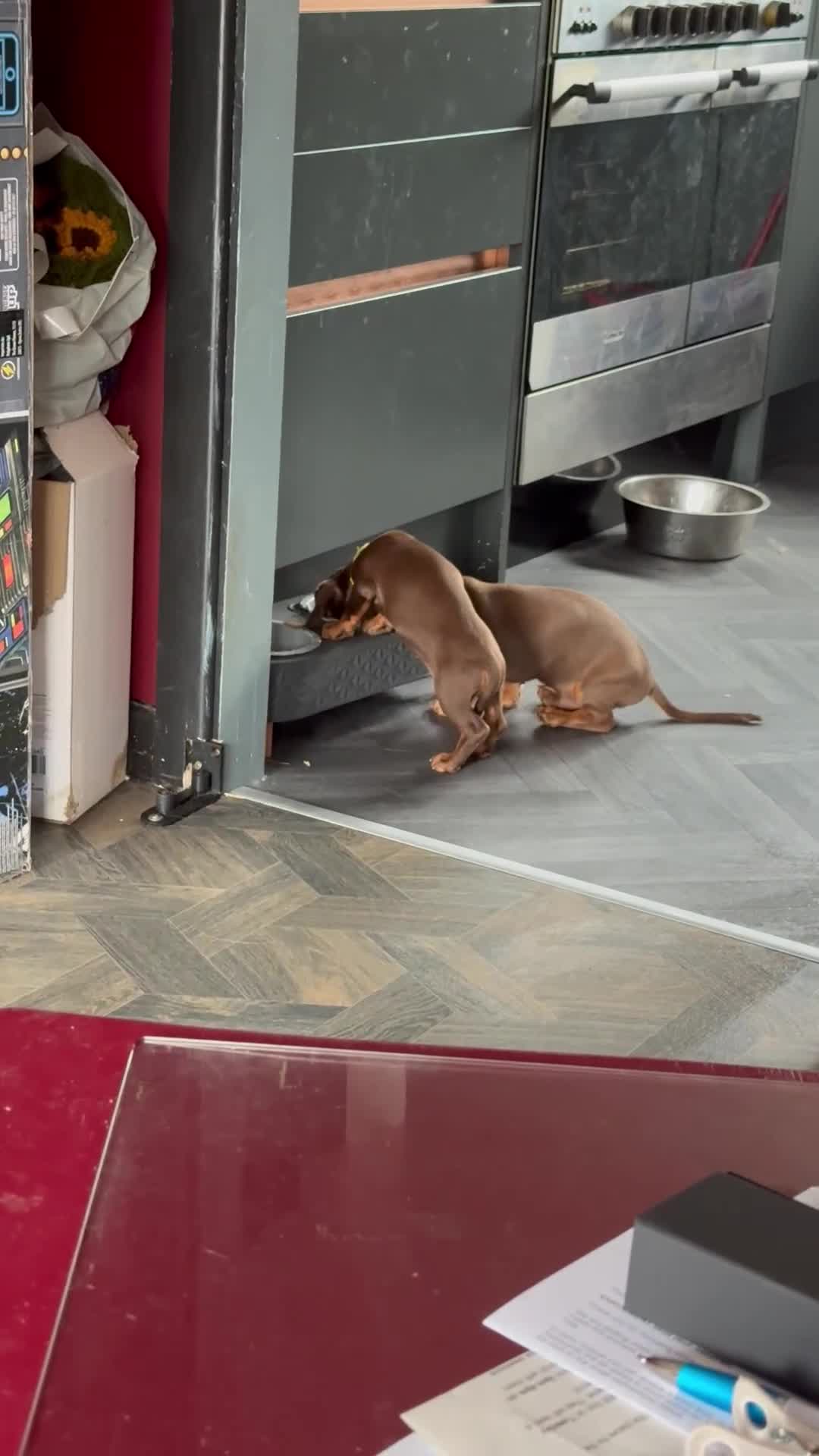 Miniature Dachshund dogs for sale: READY NOW Stunning miniature dachshund pups in Mirfield - Video 2