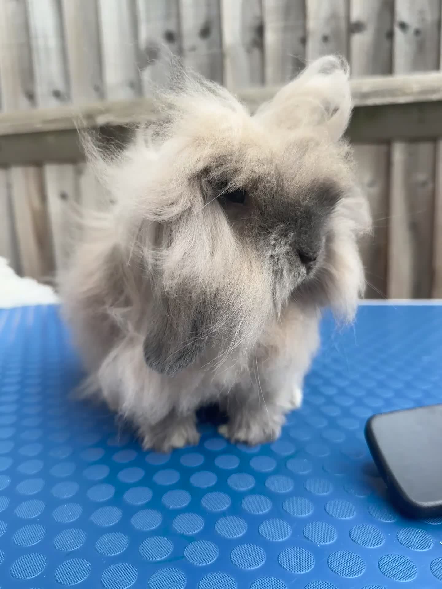 Mini Lion Lop rabbits for sale: Beige mini lion lop  - Video 1