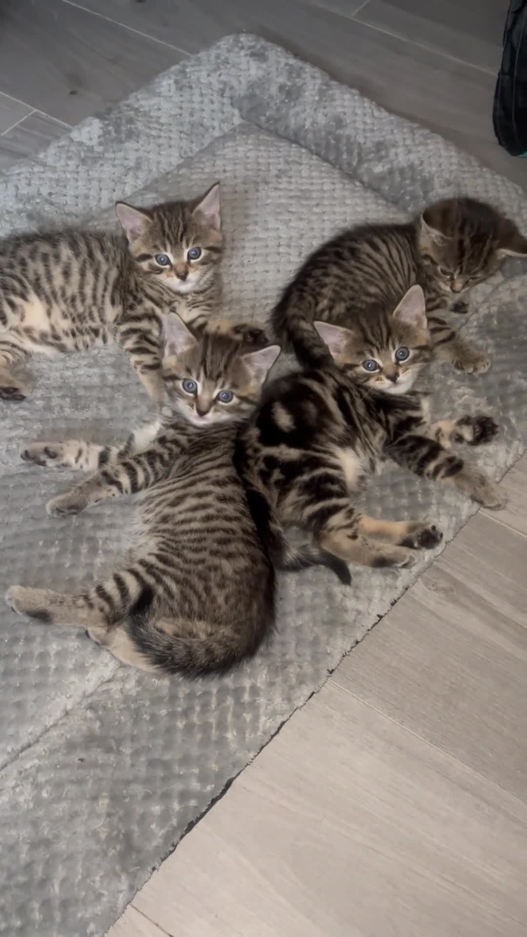 Mixed Breed cats for sale: 3 Bengal cross kittens for sale - Video 1