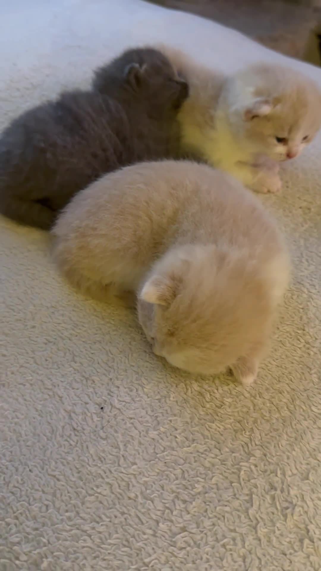 British Shorthair cats for sale: Handsome British Shorthair Kittens  - Video 1