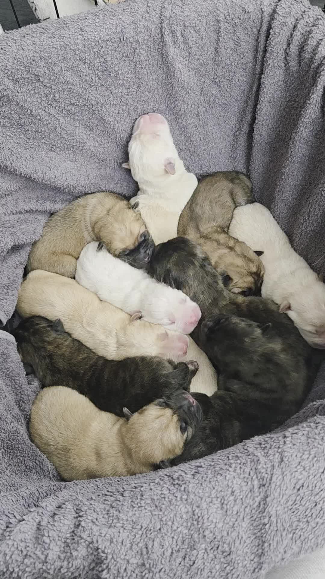 Mixed Breed dogs for sale: Chow cross puppies  - Video 1