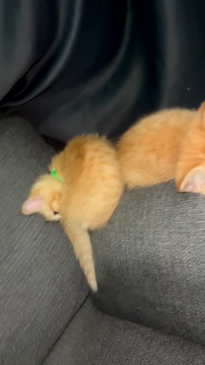 Mixed Breed cats for sale: 4 beautiful Ragdoll x kittens. - Video 3