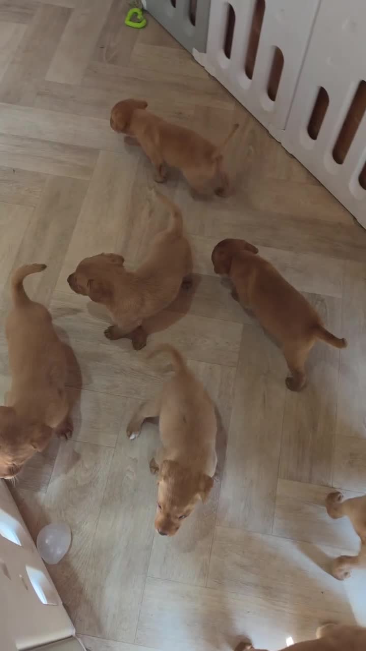 Labrador Retriever dogs for sale: 10 FOX RED KC LABS WITH HEALTH TESTED PARENTS - Video 2