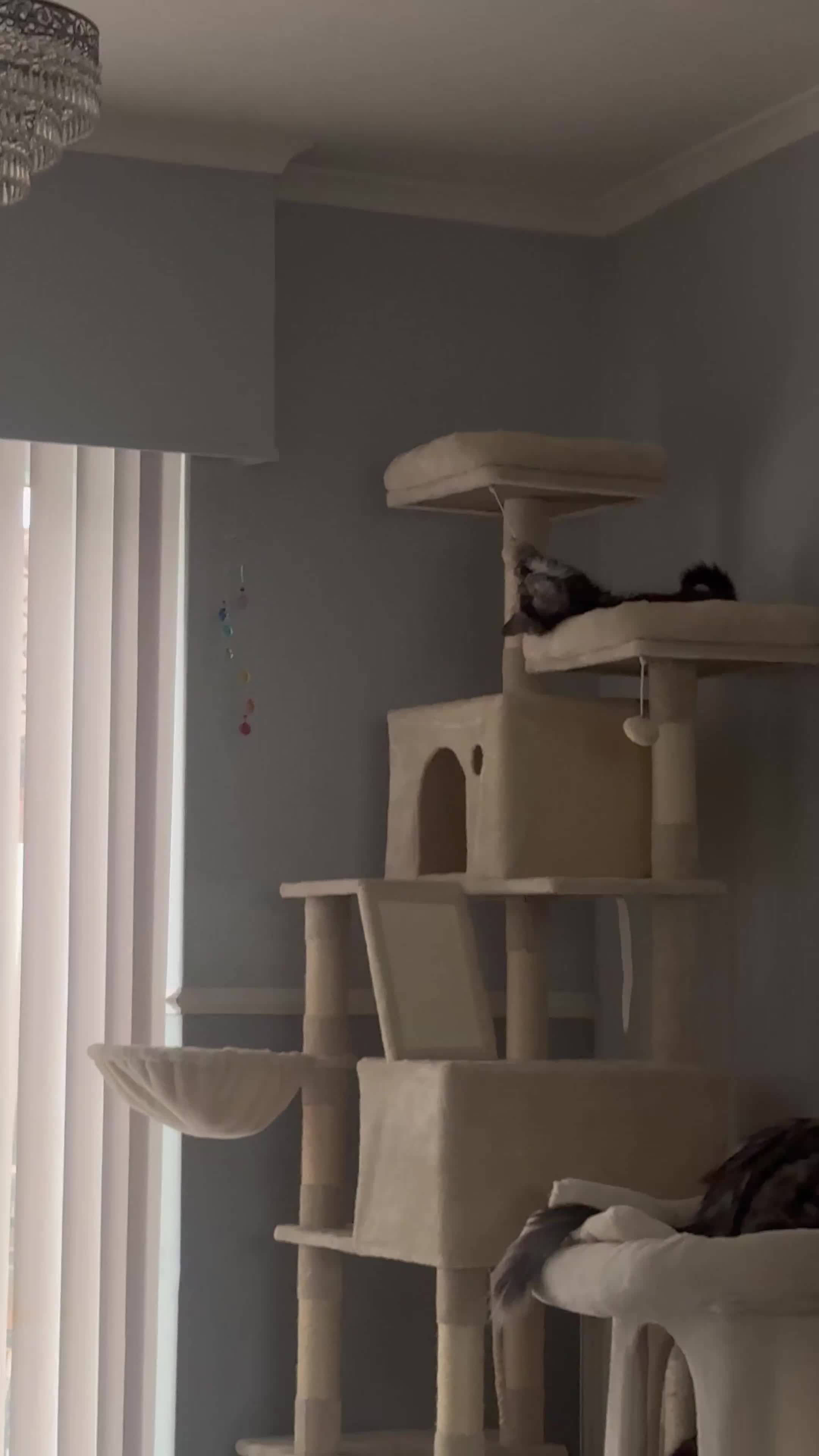Maine Coon cats for sale: Russian XL Maine coon GIRL still looking HOME! ❤️ in Preston - Video 3