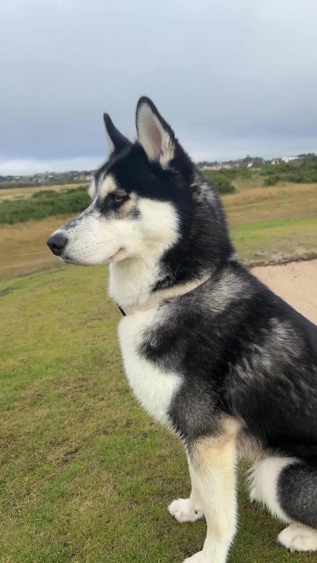 Siberian Husky dogs for sale: Summer  - Video 1