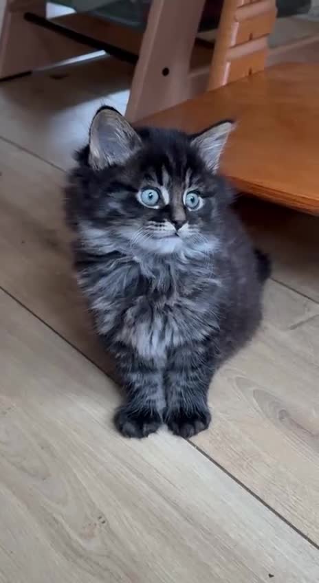 Mixed Breed cats for sale: Tabby - Video 3