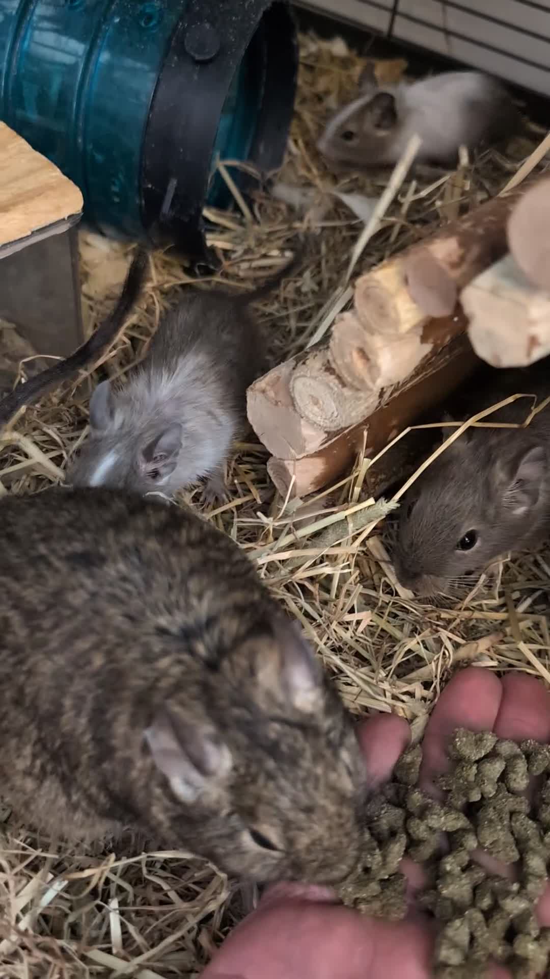 Degus rodents for sale: Lovely Degus ready for their forever homes - Video 1