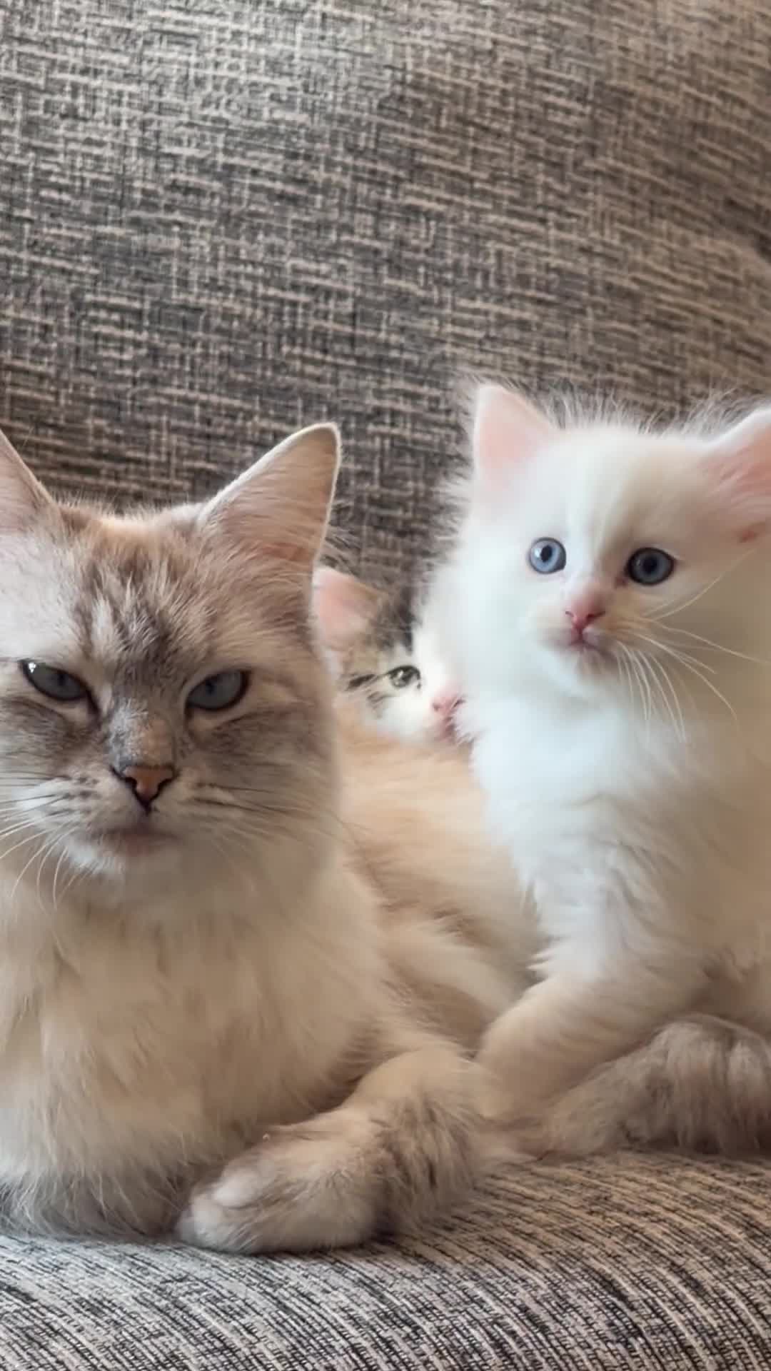 Mixed Breed cats for sale: Ragdoll x Turkish Angora last Three kittens Left - Video 2
