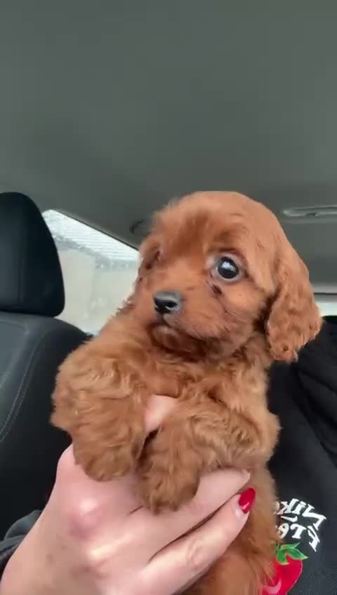 Cavapoo dogs for sale: Toy solid red Cavapoo’s ❤️ - Video 1