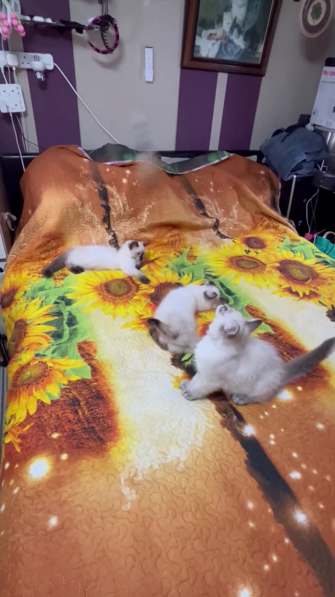 Ragdoll cats for sale: 🐈❗️Adorable 1 Girl and 2 Boys Left 💕 - Video 2