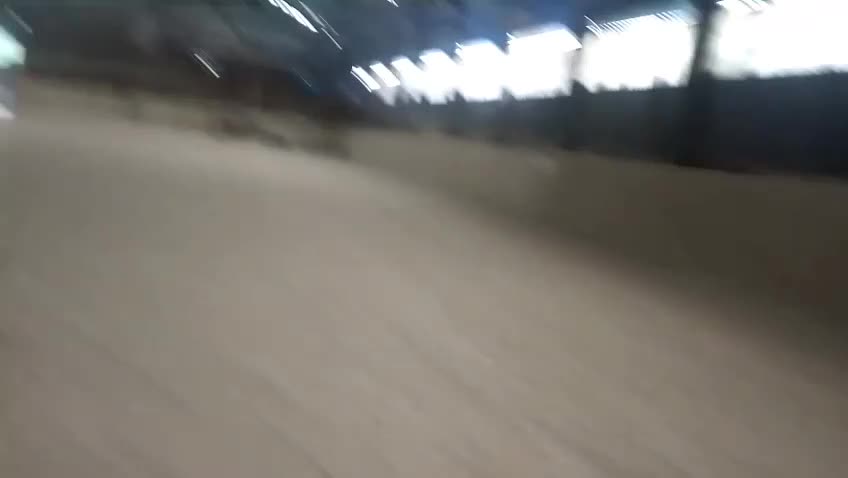 Dartmoor horses for sale: For part loan or full loan  - Video 1