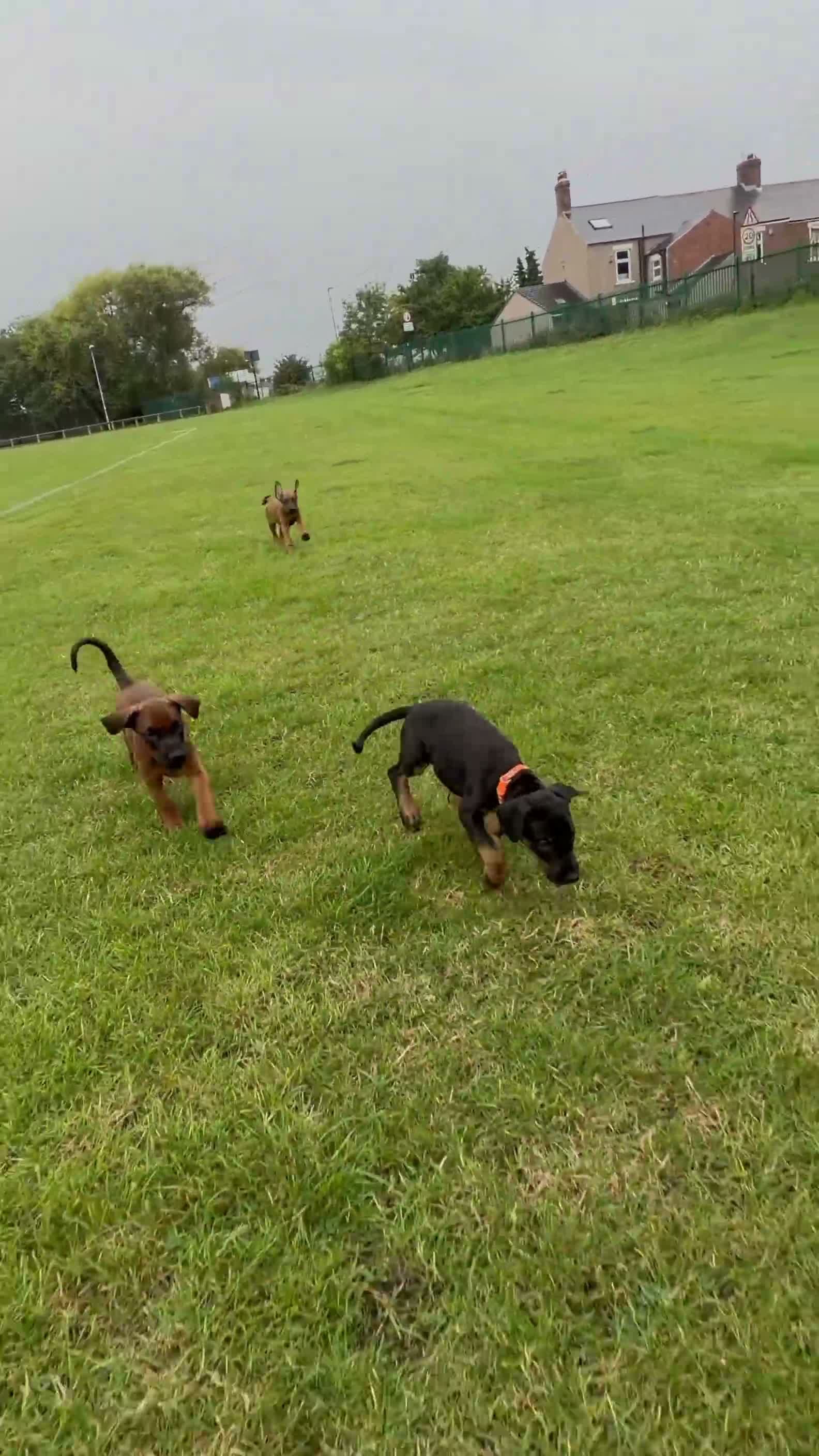 Dobermann dogs for sale: 1 FEMALE READY TO LEAVE NOW!! | Doberman pups!  - Video 1