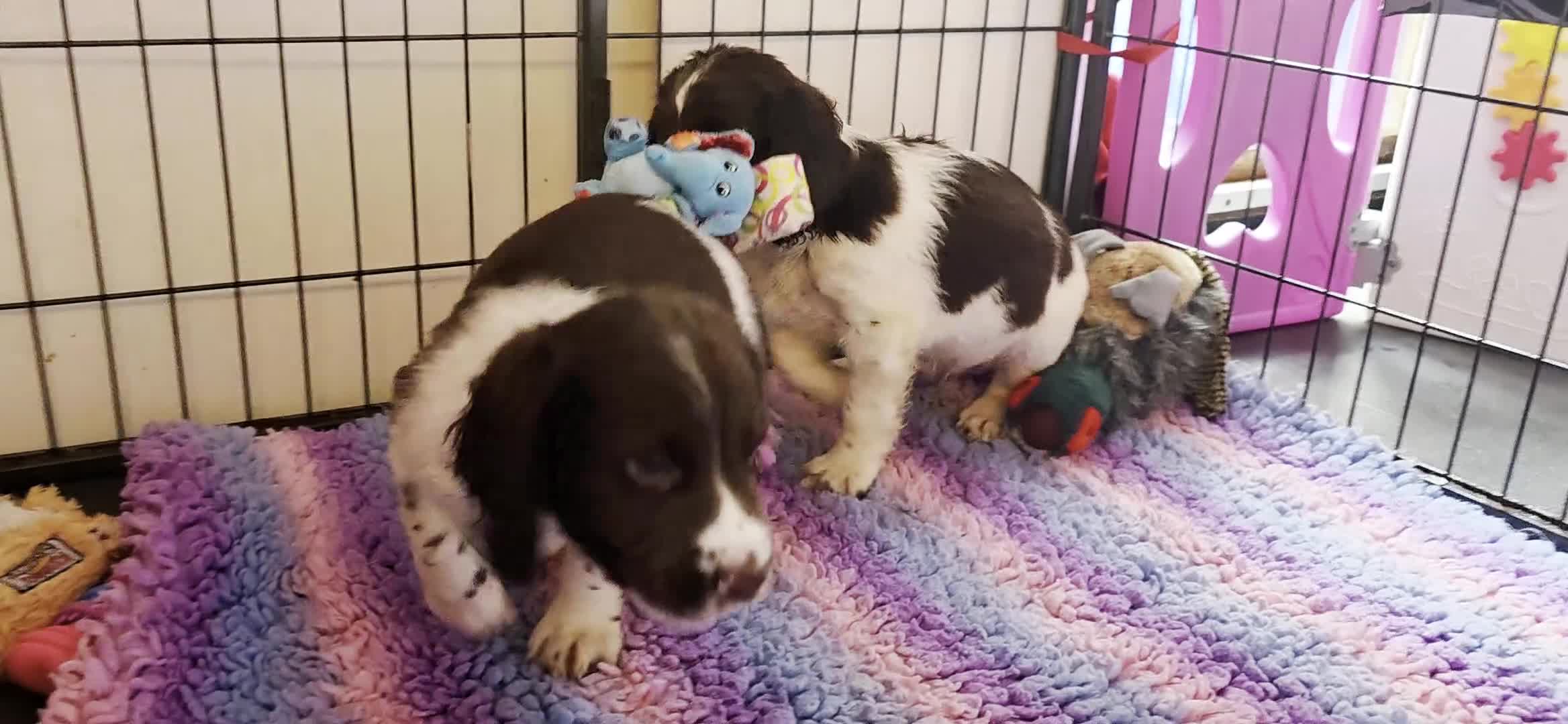 English Springer Spaniel dogs for sale: KC Health Tested, Home Reared 5 ⭐️ Liver Pups - Video 1