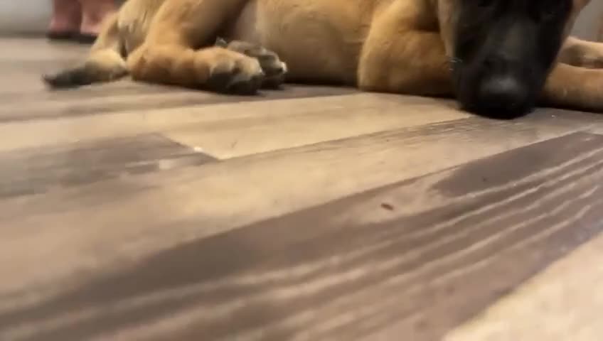 Mixed Breed dogs for sale: Belgian Malinois x German shepherd - Video 1